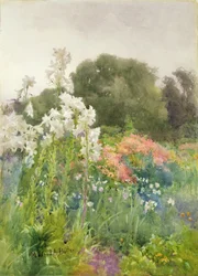Madonnenlilien